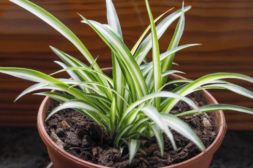 Plantas em ambiente interno