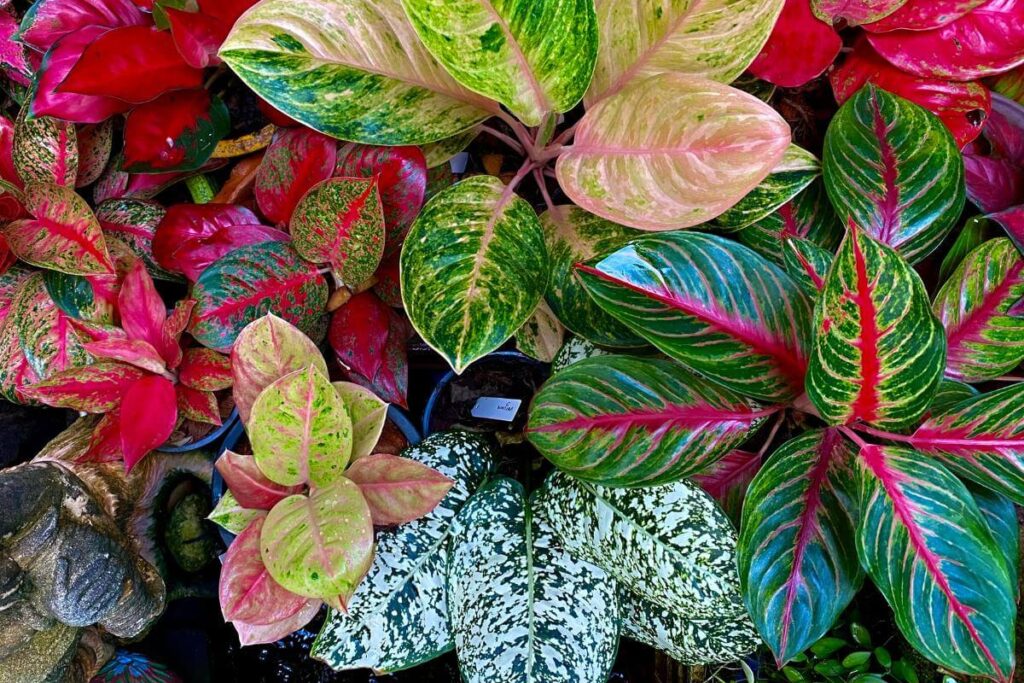 Plantas em ambiente interno
