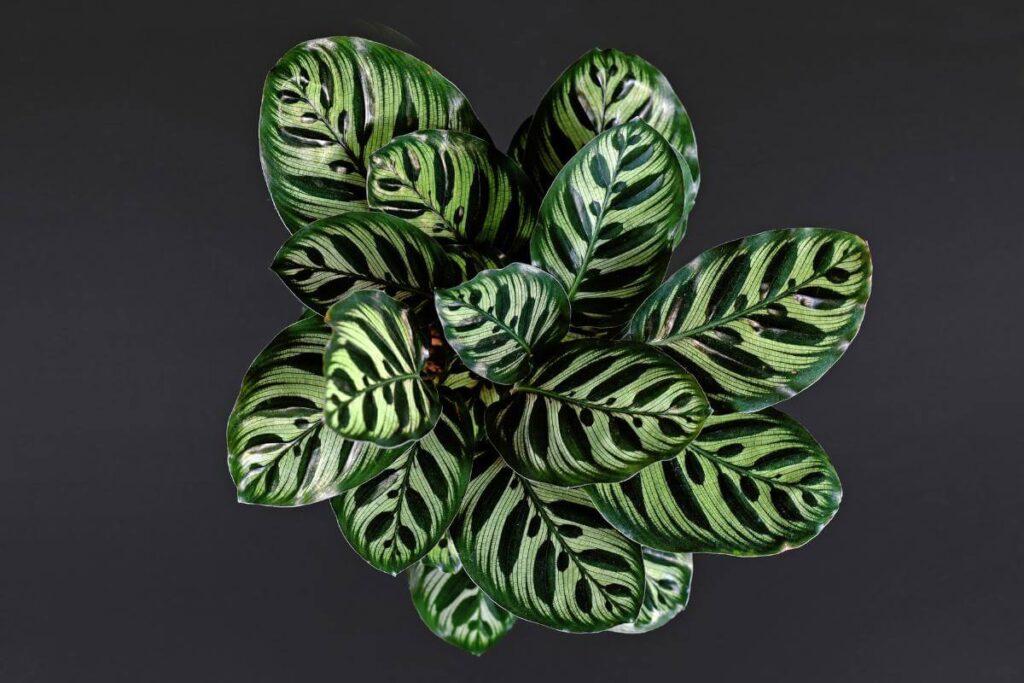 Plantas em ambiente interno