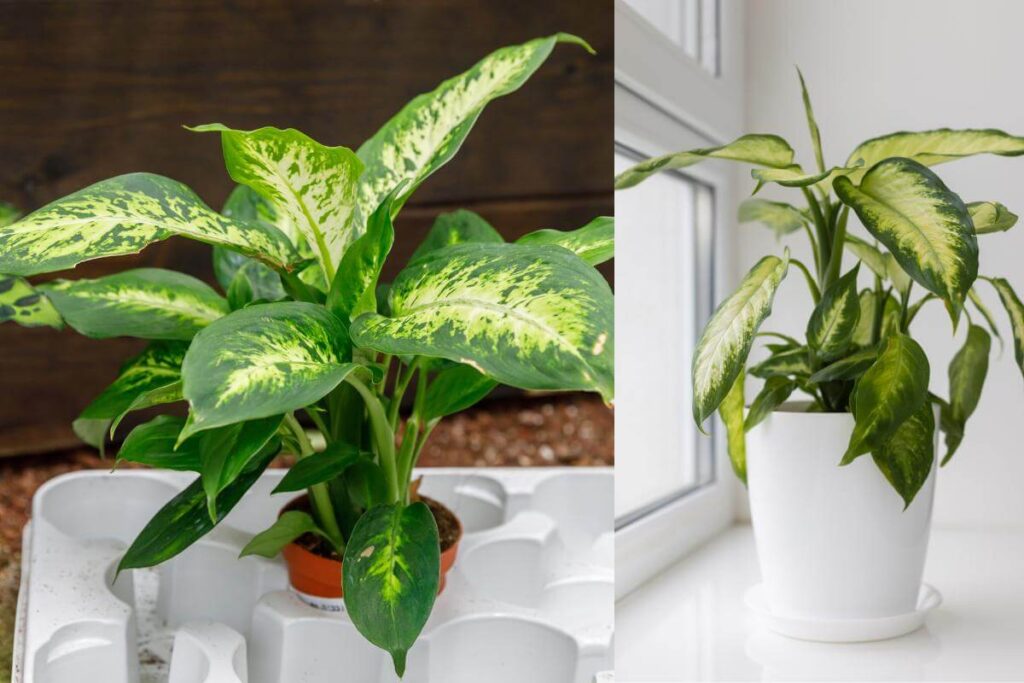 Plantas em ambiente interno