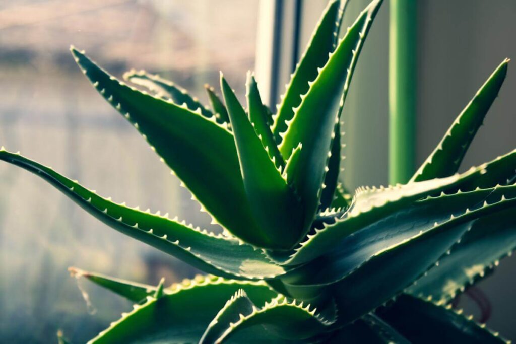 Plantas em ambiente interno