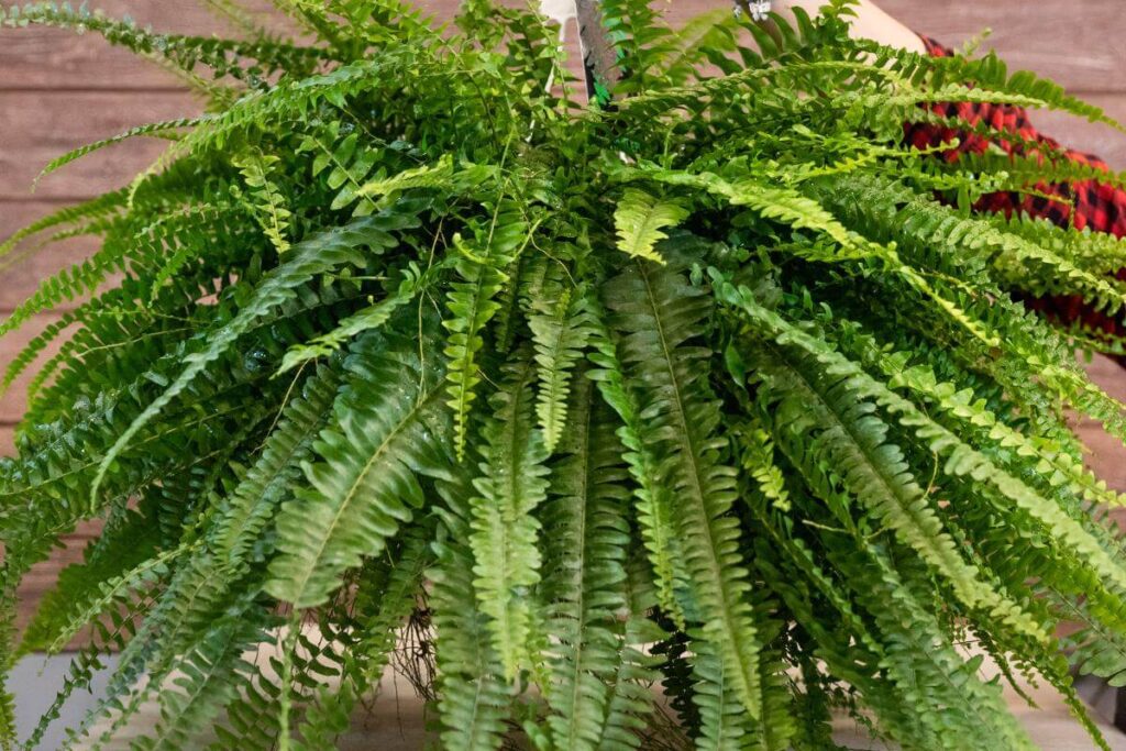 Plantas em ambiente interno