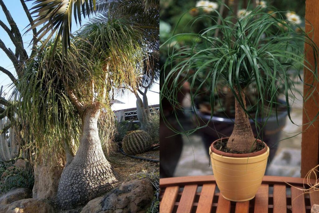 Plantas em ambiente interno
