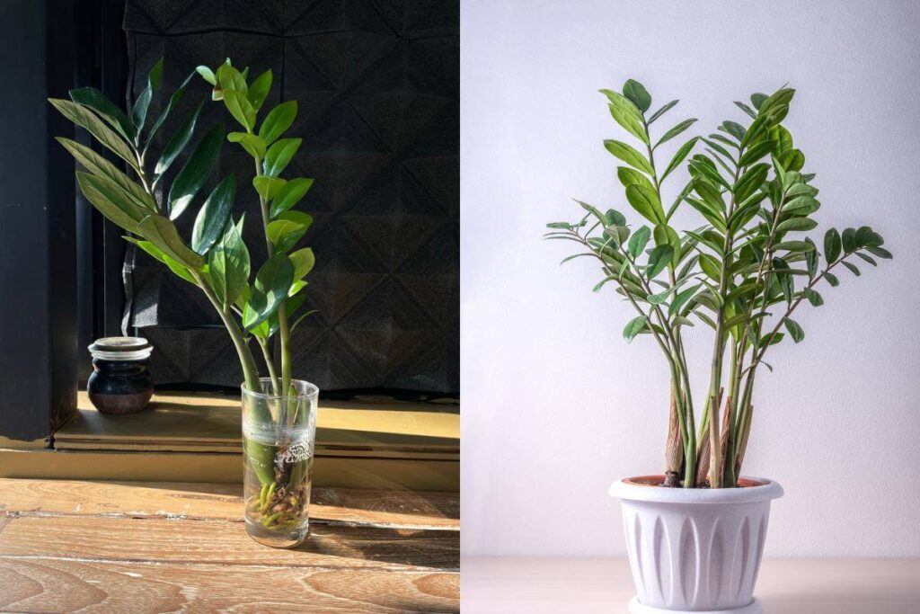 Plantas em ambiente interno