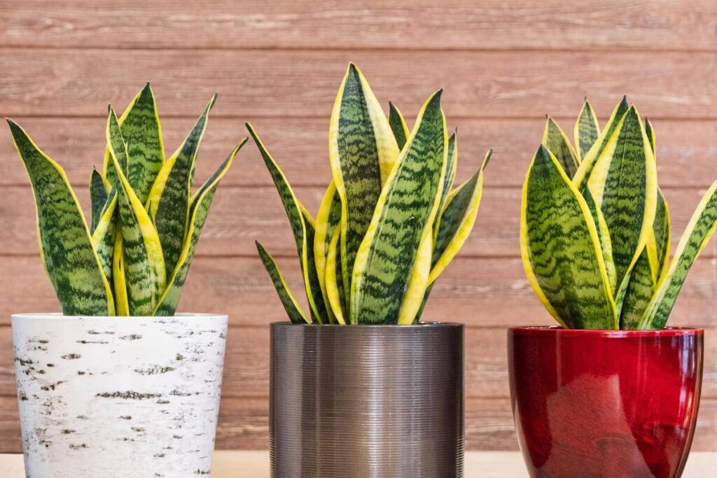 Plantas em ambiente interno