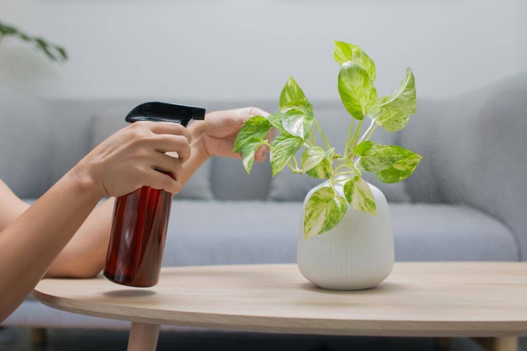 Plantas em ambiente interno