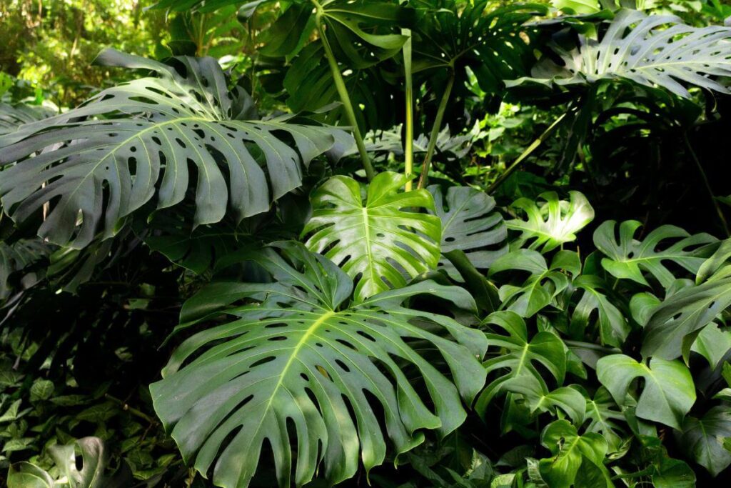 Plantas em ambiente interno