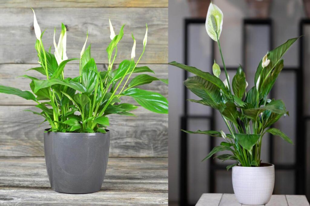Plantas em ambiente interno