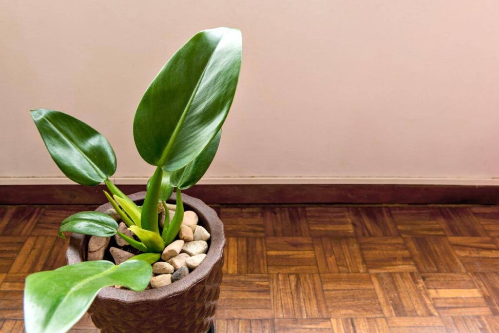 Plantas em ambiente interno