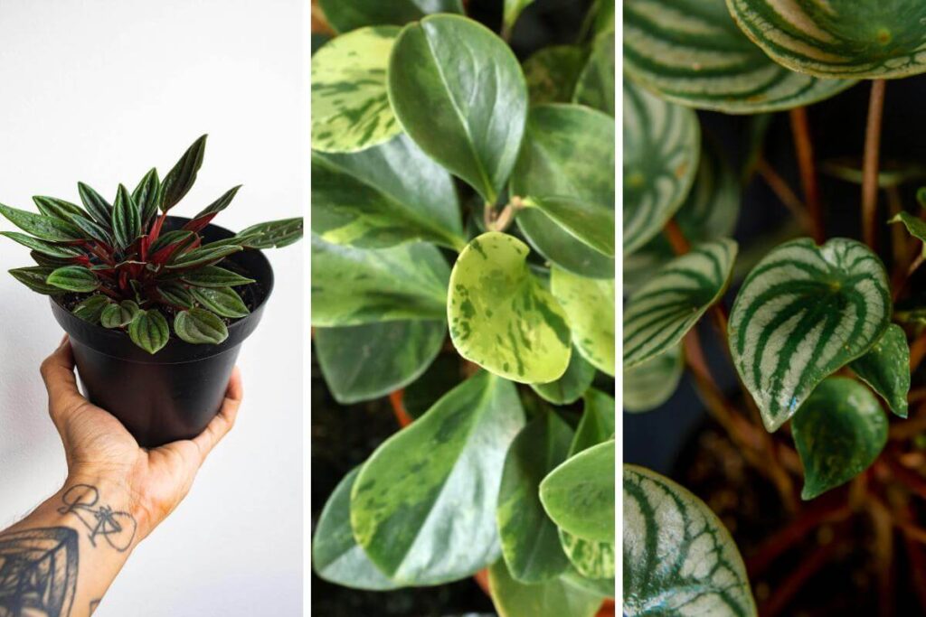 Plantas em ambiente interno