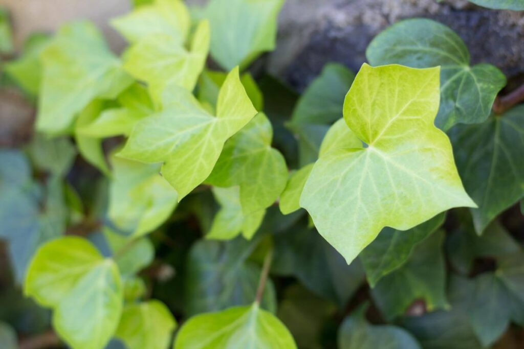 Plantas em ambiente interno