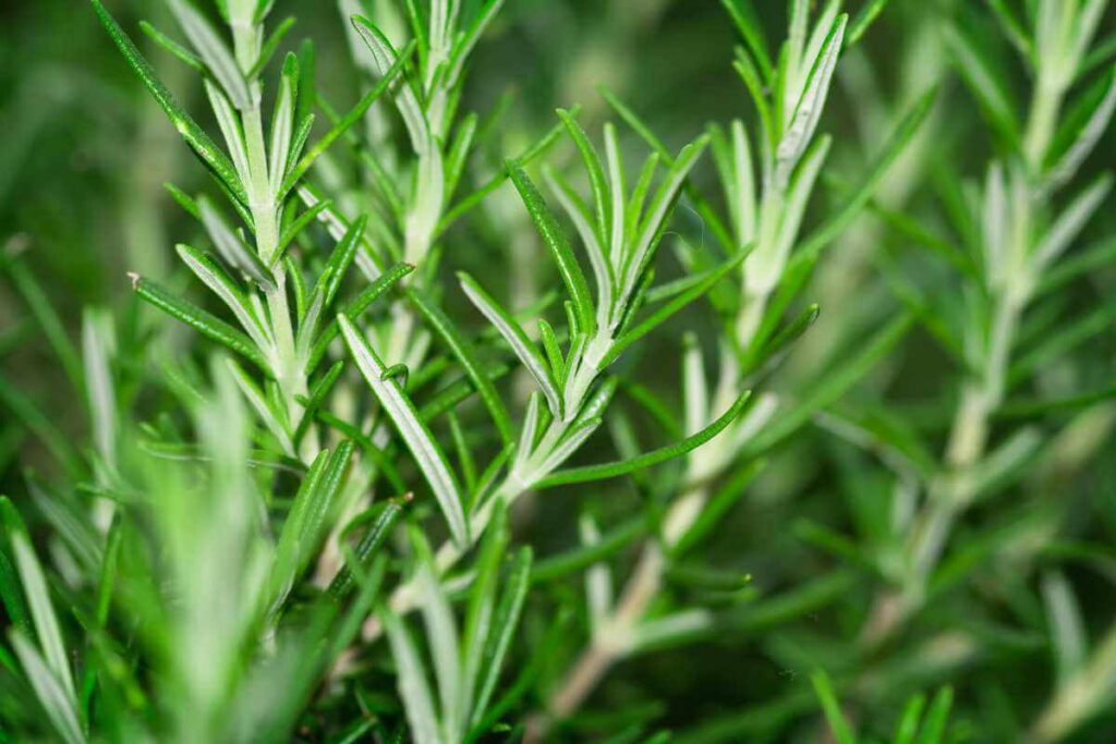 Plantas para prosperidade