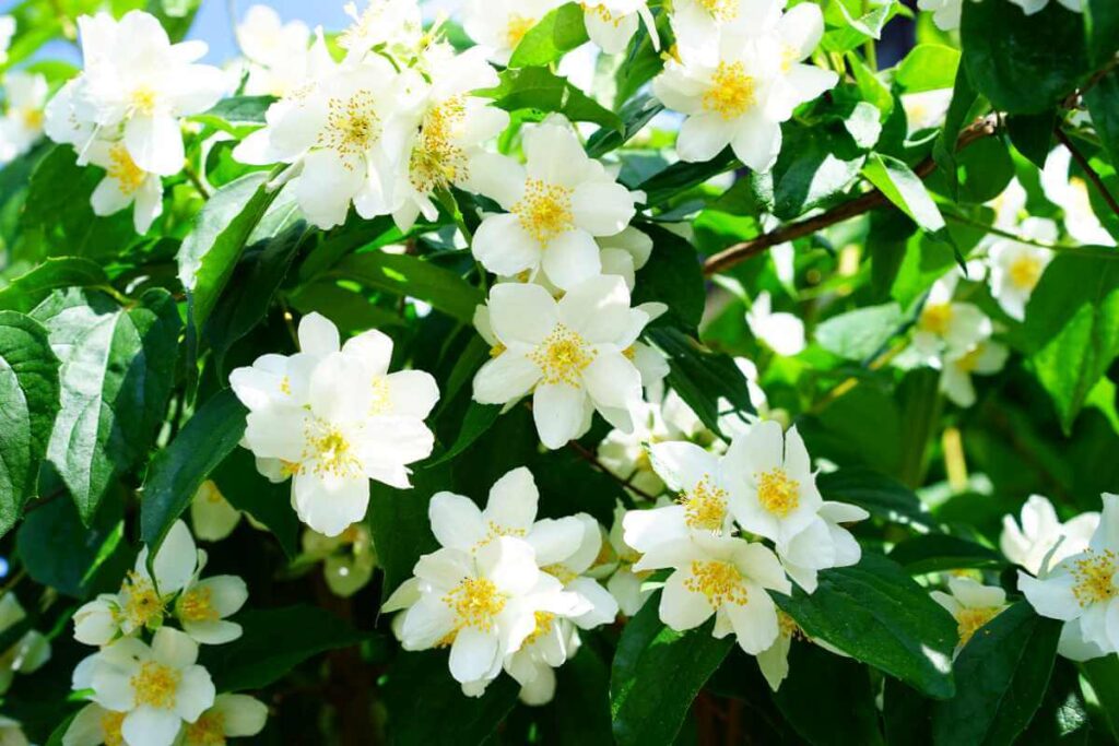 Plantas para prosperidade