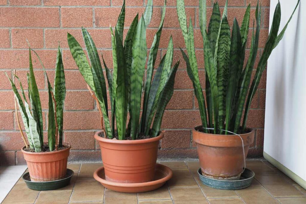 Plantas para prosperidade
