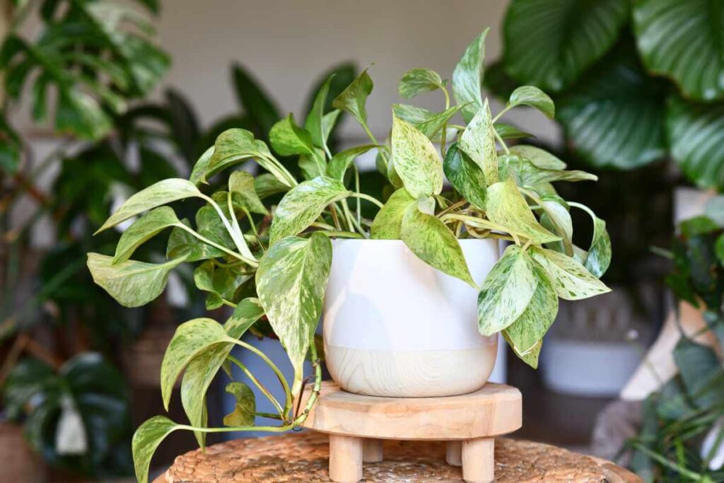 Plantas para prosperidade