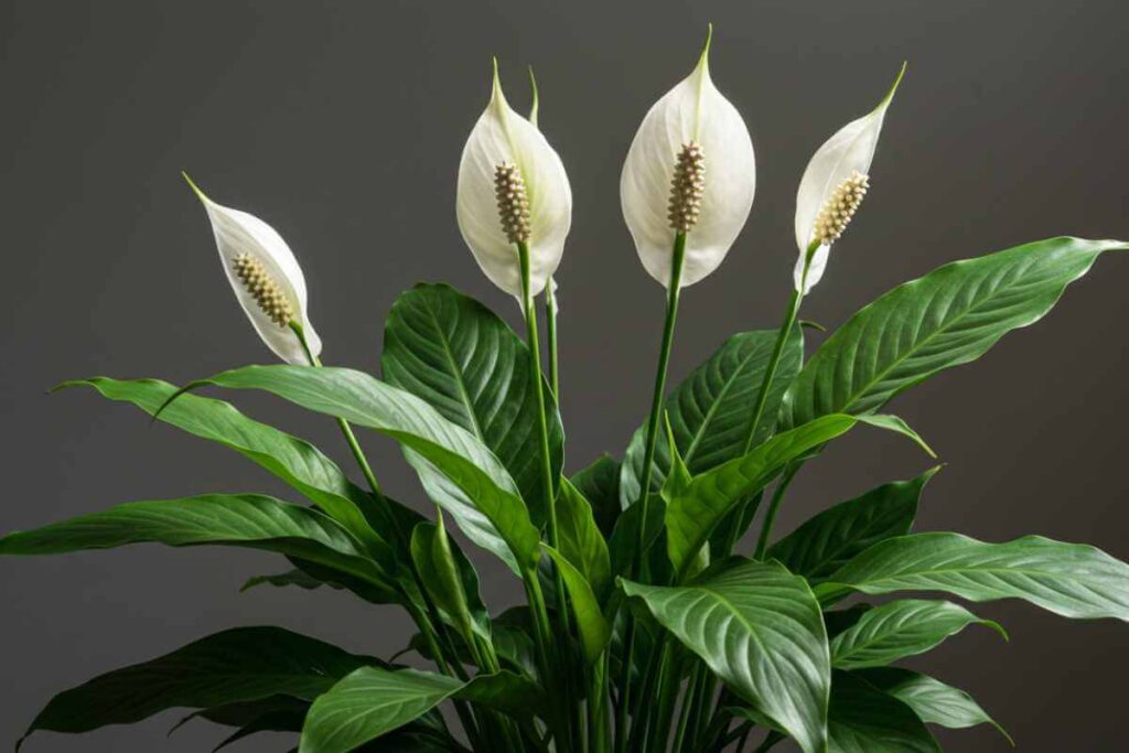 Plantas para prosperidade