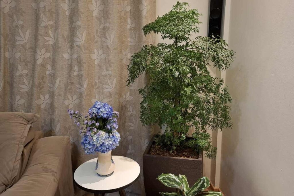 Plantas para prosperidade