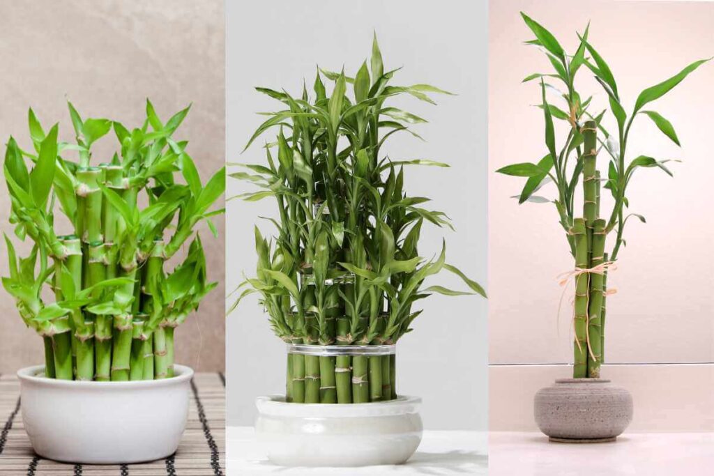 Plantas para prosperidade