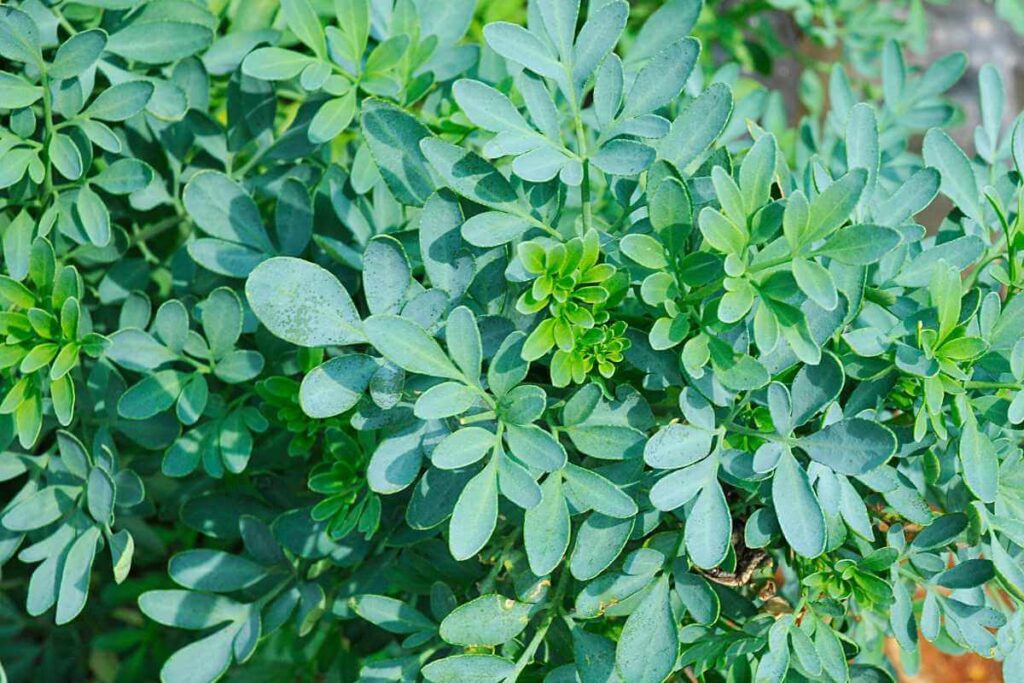 Plantas para prosperidade