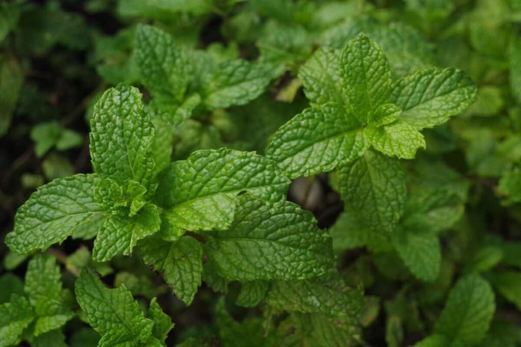 Plantas para prosperidade