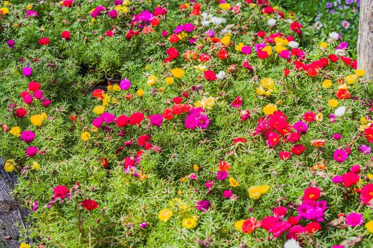Onze Horas Como Cuidar e Fazer Florir
