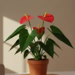 como cuidar de antúrio mini